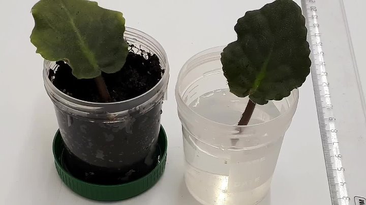 Фиалка размножение в домашних условиях фото Фиалка размножение в домашних условиях фото