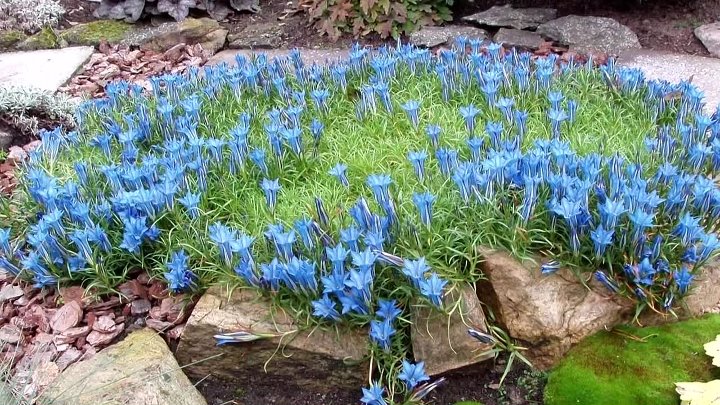 Горечавка фото цветов на клумбе Горечавка фото цветов на клумбе