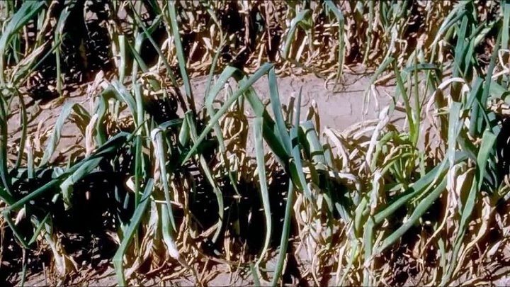 Лук пероноспороз фото Лук пероноспороз фото