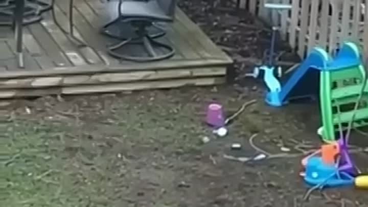 Белка играет с мячом во дворе