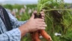 Как посадить морковь что бы соседи вам завидовали Морковка.