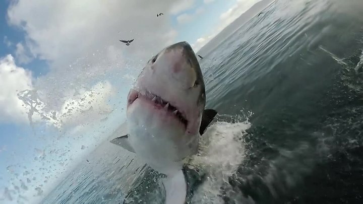 Акулы белого моря фото Акулы белого моря фото