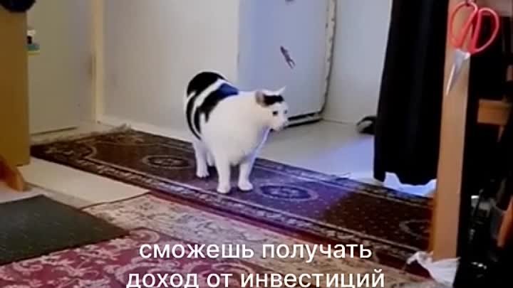 котик копит на ипотеку