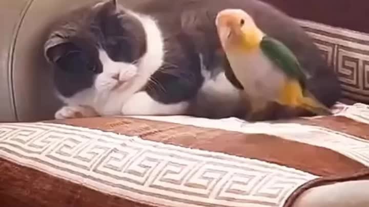 Просто немного психанул 😂🐈🦜