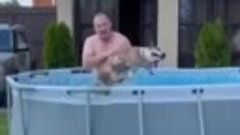 Собака очень хочет покупаться в бассейне