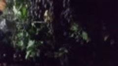 VID_20190817_202321.3gp