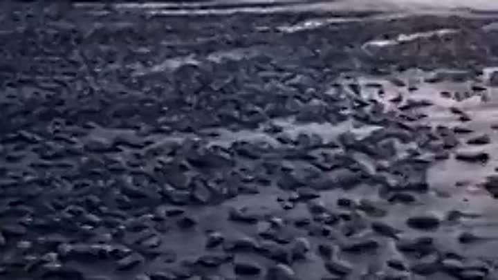 Тысячи моллюсков усыпали берег залива Терпения после циклона 🎥 @por ...