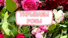 Укрытие роз
Как правильно укрывать розы на зиму
Я ни разу не обрезала листья у роз! Да и на моих 200 розах - это огромный объем работы!
✅ Лист у розы кожистый - он не гниет на кустах зимой!
✅ Убираем только больные листья - их у меня единицы! Сказывается система правильного ухода!
Вчера подготовила розы к укрытию:
🌱 Обрезала только то, что не пригибается. Все, что гнется - пригнула под высоту укрытия;
🌱 Обработала железным купоросом 400 г на 10 л;
🌹 Укрывать не тороплюсь - розы выдержат и минус 10!
В идеале- дождаться сухой погоды и накинуть 2 слоя спанбонда. Торцы оставляю до минус 5-7.
Основное дело сделано! Теперь хоть снег - не страшно!🥰
Sadlarisy 