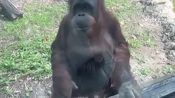 Любопытная обезьяна