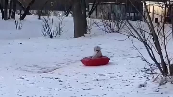 Умница, сам себя развлекает👍🏼