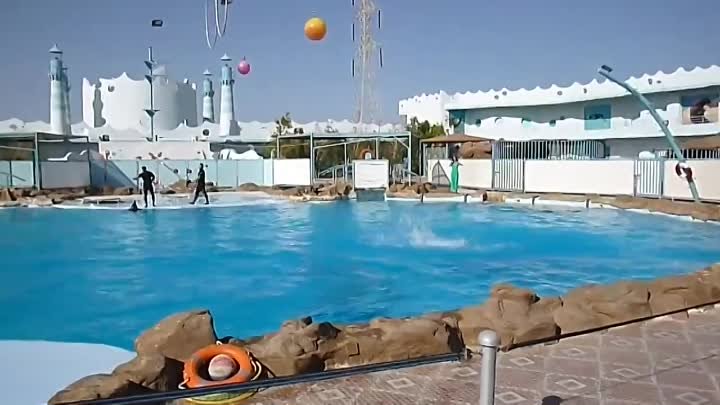 Хурада. Dolphin World. Шоу дельфинов. Часть 4