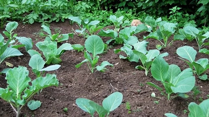 Как сажать капусту фото Как сажать капусту фото