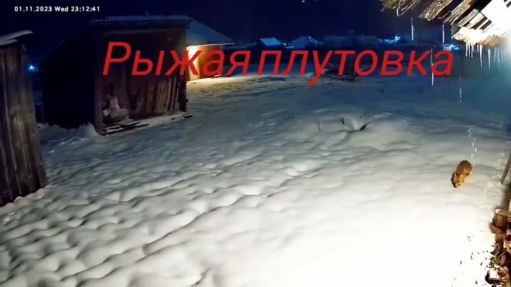 Рыжая плутовка.mp4