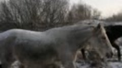 Лошади в снегу 