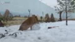 Казанские львицы лепят снеговиков