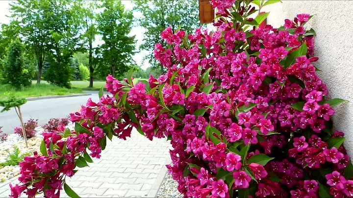 Кустарник вейгела цветущая фото Кустарник вейгела цветущая фото