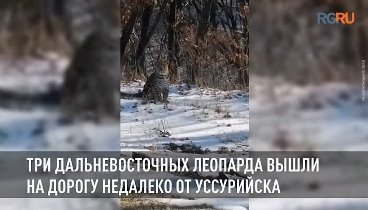 Три дальневосточных леопарда вышли на дорогу недалеко от Уссурийска