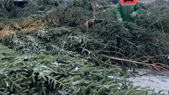 Ставят елку в Барановичах
