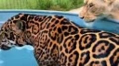Ягуар плавает в бассейне