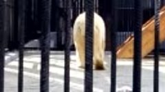 Белая медведица, прибывшая из Норильска в июне 2019