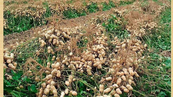 Как выглядит земляной орех фото Как выглядит земляной орех фото