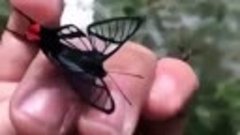 Вы когда-нибудь видели полупрозрачную бабочку?