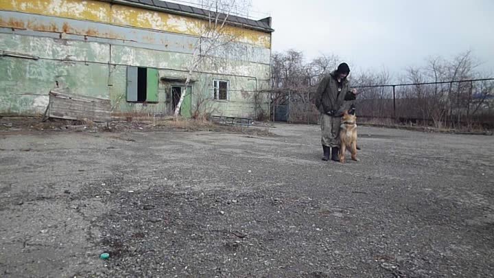 Это моя ученица, немецкая овчарка Челси. Возраст 8 мес. Рабочий процесс.