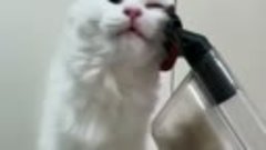 Кот любит пылесоситься