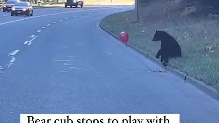 Медведь впервые видит шарик