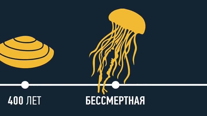 СРОК ЖИЗНИ ЖИВЫХ СУЩЕСТВ. ОТ МИНУТ ДО БЕССМЕРТИЯ