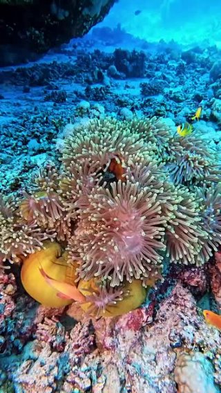 Жизнь под водой. Коралловые рифы.