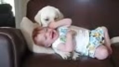 Эта собака знает, как обращаться с малышами)))