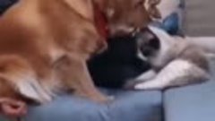Собака ревнует к коту