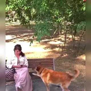 Женщина не понимала, что собака пыталась спасти её