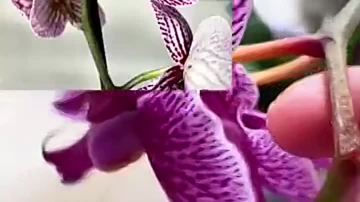 Обрезка цветоносов орхидеи фаленопсис!