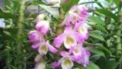 Time-lapse blooming dendrobium (Den.Fancy Heart &#39;Jolie&#39;)