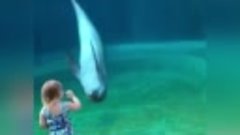 Дельфин и девочка. Так мило