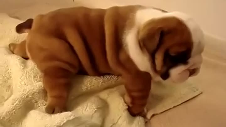 Baby Bulldog playing