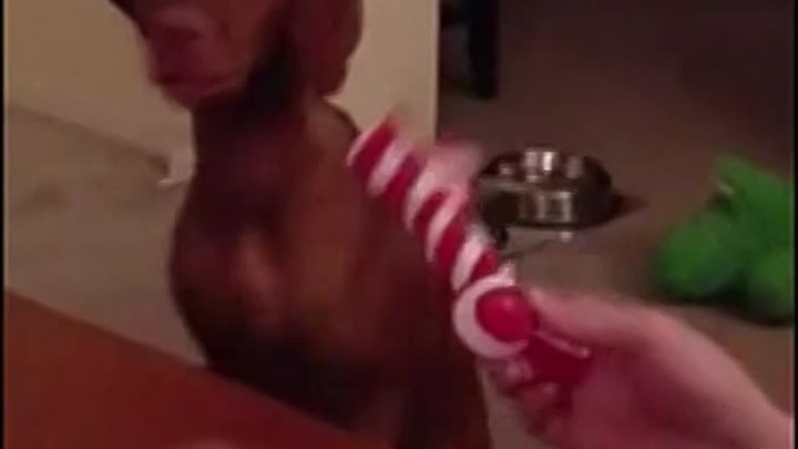 Dog Really Hates Christmas Gift