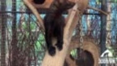 🥰 Милейшие пушистые зверьки из Челябинского зоопарка 