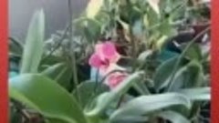 Как размножить орхидею!
