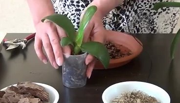 Посадка детки орхидеи фаленопсис