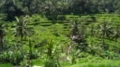 Рисовые террасы Tegalalang, Bali