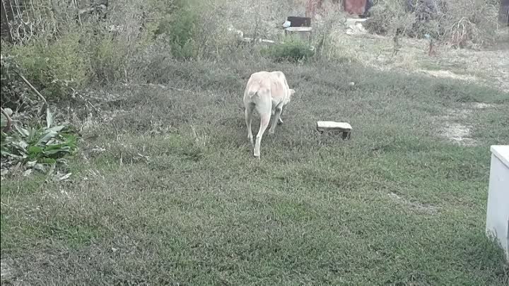 Самни ам ни другому не дам!!!