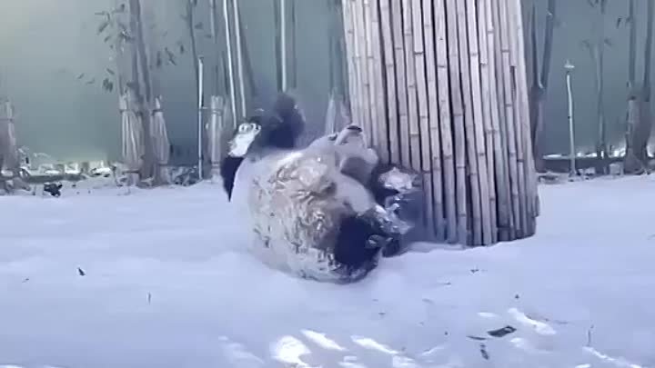 Панда играет в снегу! ❄☃ Как мало нужно для счастья! 😍