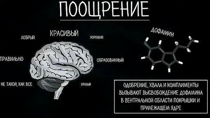 Дофаминергическая система мозга. Дофамин гормон мотивации. Дофамин мозг. Серотонин в мозге. Эндорфины мозга