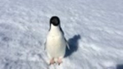 Пингвин злится на исследователя Арктики