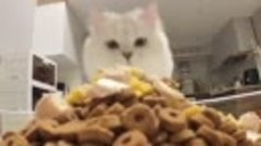 Как кошки едят корм