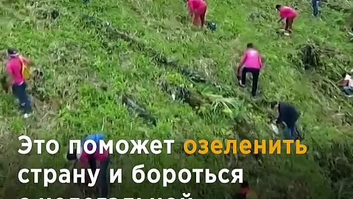 Оплати учёбу деревьями