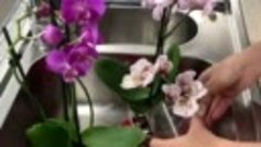 6 спoсoбoв заставить oрхидею цвести, даже если oна высoхла и...